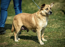 WILLOW, Hund, Mischlingshund in Ungarn - Bild 3