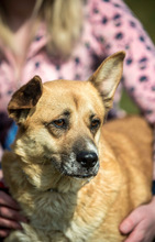 WILLOW, Hund, Mischlingshund in Ungarn - Bild 4
