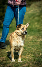 WILLOW, Hund, Mischlingshund in Ungarn - Bild 6