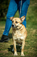 WILLOW, Hund, Mischlingshund in Ungarn - Bild 7