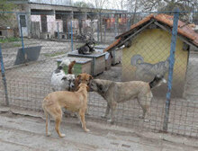 EDE, Hund, Mischlingshund in Bornheim - Bild 14