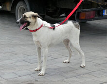 EDE, Hund, Mischlingshund in Bornheim - Bild 2