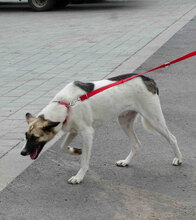 EDE, Hund, Mischlingshund in Bornheim - Bild 3