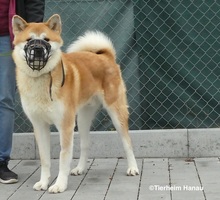AKIRO, Hund, Akita Inu in Hanau-Kesselstadt - Bild 3