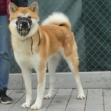 AKIRO, Hund, Akita Inu in Hanau-Kesselstadt - Bild 4