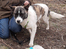 JULIUS, Hund, Mischlingshund in Rumänien - Bild 10