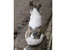 JULIUS, Hund, Mischlingshund in Rumänien - Bild 12