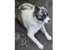 JULIUS, Hund, Mischlingshund in Rumänien - Bild 3