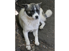JULIUS, Hund, Mischlingshund in Rumänien - Bild 4