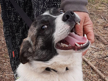 JULIUS, Hund, Mischlingshund in Rumänien - Bild 8