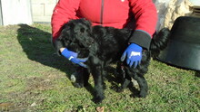 BAKELIT, Hund, Mischlingshund in Ungarn - Bild 11