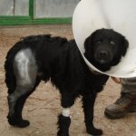 BAKELIT, Hund, Mischlingshund in Ungarn - Bild 12
