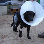 BAKELIT, Hund, Mischlingshund in Ungarn - Bild 13
