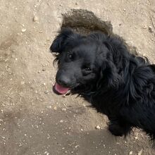 BAKELIT, Hund, Mischlingshund in Ungarn - Bild 7