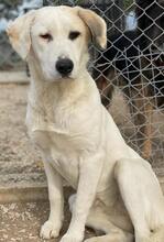 BRUNA, Hund, Mischlingshund in Griechenland - Bild 14
