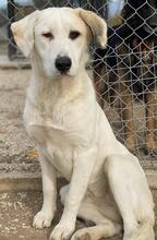 BRUNA, Hund, Mischlingshund in Griechenland - Bild 16