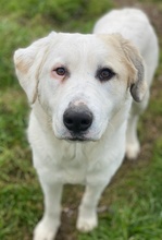 BRUNA, Hund, Mischlingshund in Griechenland - Bild 8