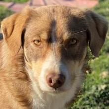 HOPEFULLY, Hund, Mischlingshund in Griechenland - Bild 1