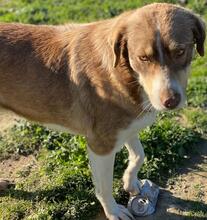 HOPEFULLY, Hund, Mischlingshund in Griechenland - Bild 10