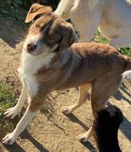 HOPEFULLY, Hund, Mischlingshund in Griechenland - Bild 11