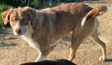 HOPEFULLY, Hund, Mischlingshund in Griechenland - Bild 13