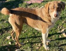 HOPEFULLY, Hund, Mischlingshund in Griechenland - Bild 5