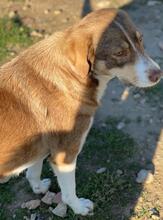 HOPEFULLY, Hund, Mischlingshund in Griechenland - Bild 6