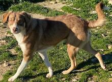 HOPEFULLY, Hund, Mischlingshund in Griechenland - Bild 9