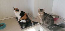 SUNNY, Katze, Hauskatze in Bulgarien - Bild 7