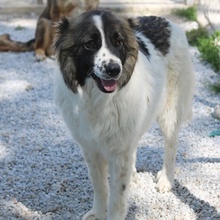 MARLA, Hund, Mischlingshund in Griechenland - Bild 1