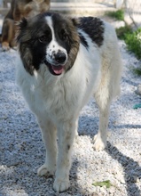 MARLA, Hund, Mischlingshund in Griechenland - Bild 10