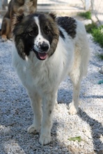 MARLA, Hund, Mischlingshund in Griechenland - Bild 11