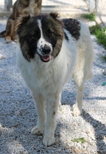 MARLA, Hund, Mischlingshund in Griechenland - Bild 12