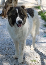 MARLA, Hund, Mischlingshund in Griechenland - Bild 13
