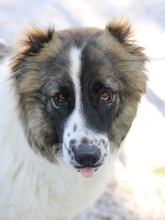 MARLA, Hund, Mischlingshund in Griechenland - Bild 3