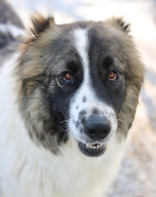 MARLA, Hund, Mischlingshund in Griechenland - Bild 5