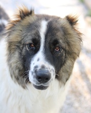 MARLA, Hund, Mischlingshund in Griechenland - Bild 7