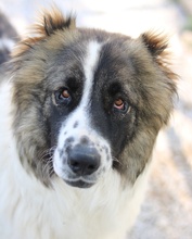 MARLA, Hund, Mischlingshund in Griechenland - Bild 8
