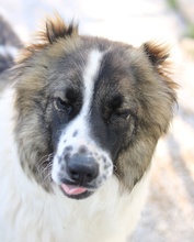 MARLA, Hund, Mischlingshund in Griechenland - Bild 9