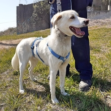 MAX, Hund, Mischlingshund in Griechenland - Bild 13