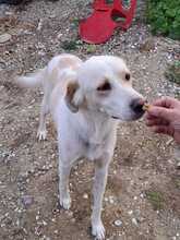 MAX, Hund, Mischlingshund in Griechenland - Bild 2