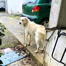 MAX, Hund, Mischlingshund in Griechenland - Bild 7