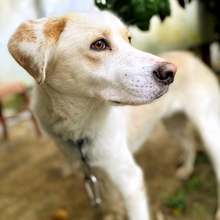 MAX, Hund, Mischlingshund in Griechenland - Bild 9