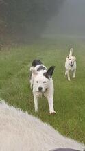 JOLY, Hund, Mischlingshund in Vollersode - Bild 1