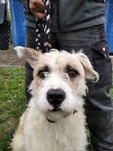 MARCI6, Hund, Mischlingshund in Ungarn - Bild 1