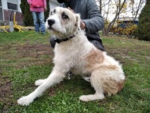 MARCI6, Hund, Mischlingshund in Ungarn - Bild 2