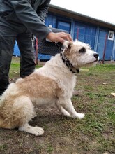 MARCI6, Hund, Mischlingshund in Ungarn - Bild 3