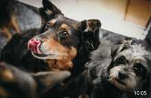 TINA, Hund, Mischlingshund in Meerbusch - Bild 1