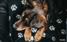 TINA, Hund, Mischlingshund in Meerbusch - Bild 2
