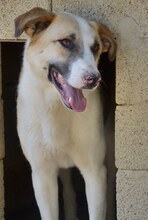TED, Hund, Mischlingshund in Griechenland - Bild 12